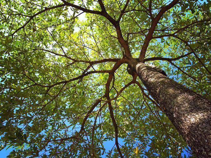Looking up at a healthy tree canopy