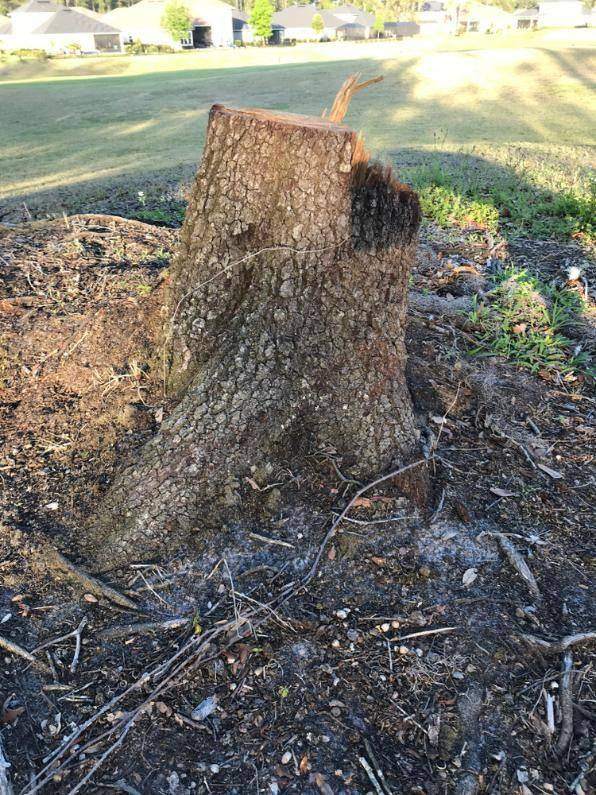 Large tree stump in a dirt field ready for removal