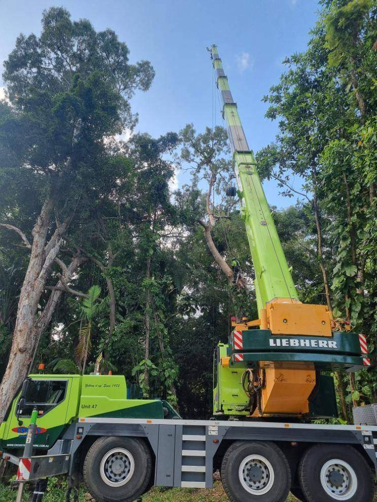 Tree work on a leafy residential block