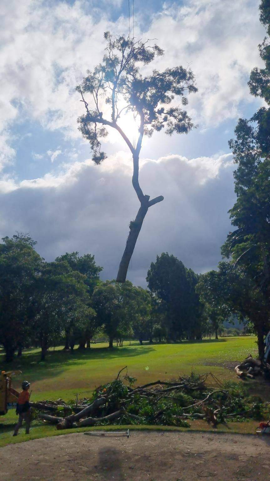 Tree removal in a park with a crane