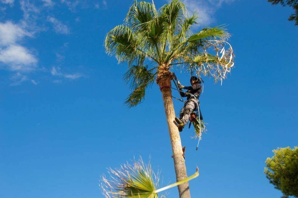 Climber at the top of a palm against blue sky