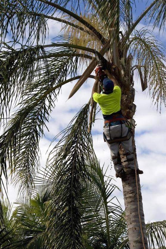 Climber pruning a palm with a chainsaw
