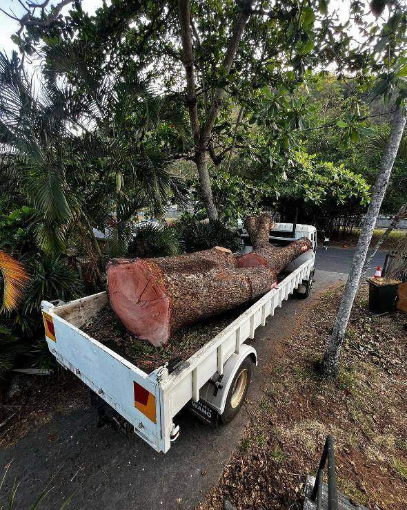 Tree work beside a building
