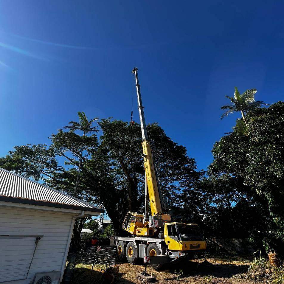 Large rural tree being removed