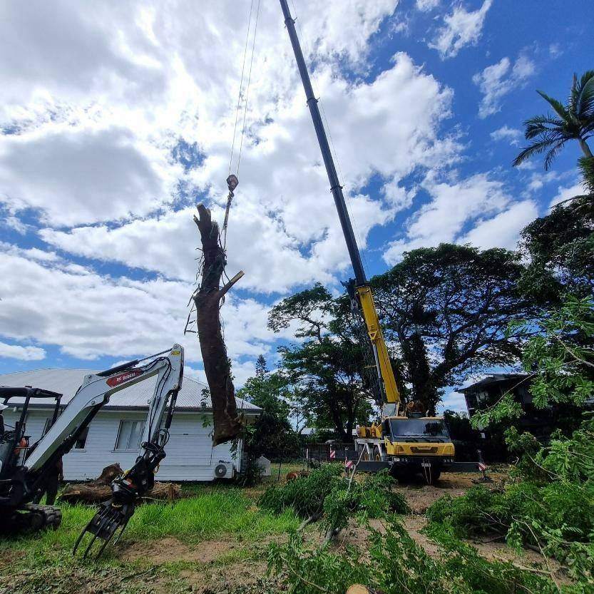 Arborist pruning a tree near a home