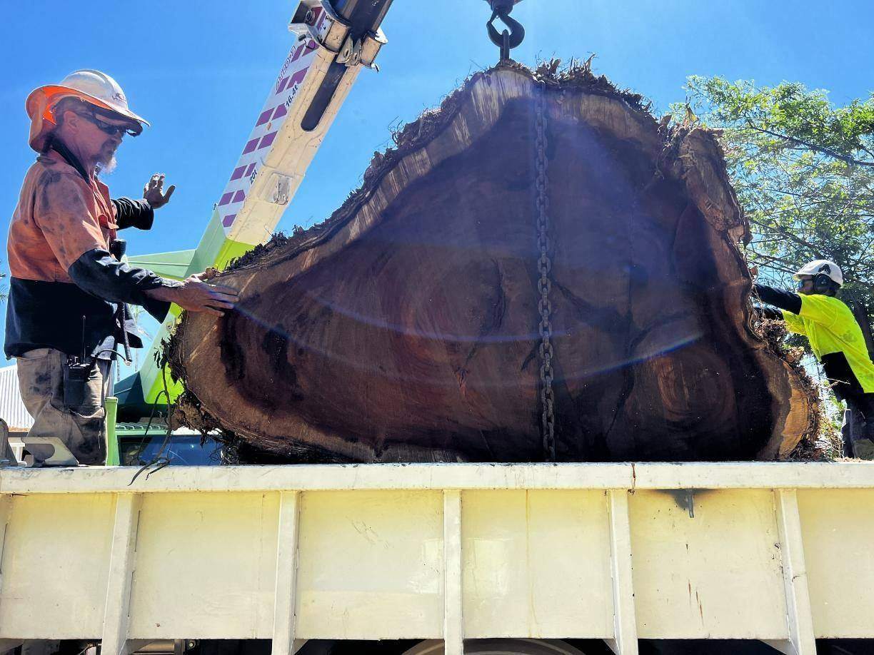 Large stump lifted onto an AVM truck
