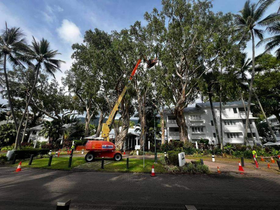 Tree removal on a hillside property
