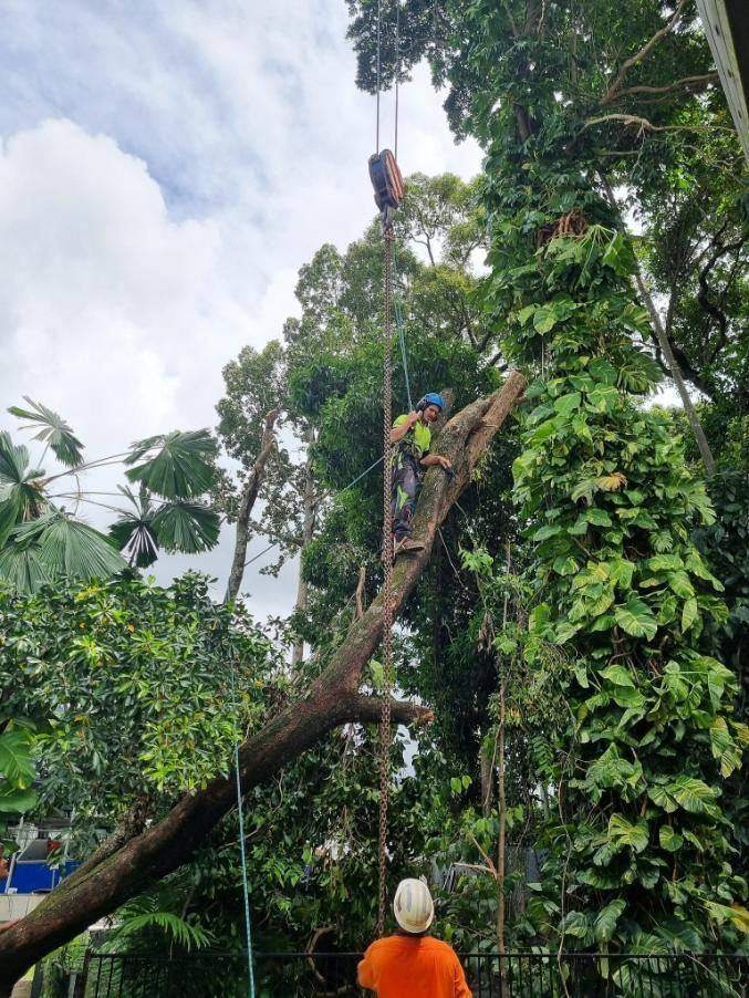 Tree removal at a Yorkeys Knob home