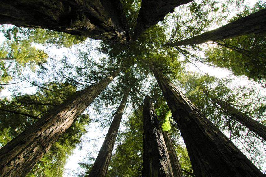 Looking up into a canopy of tall trees