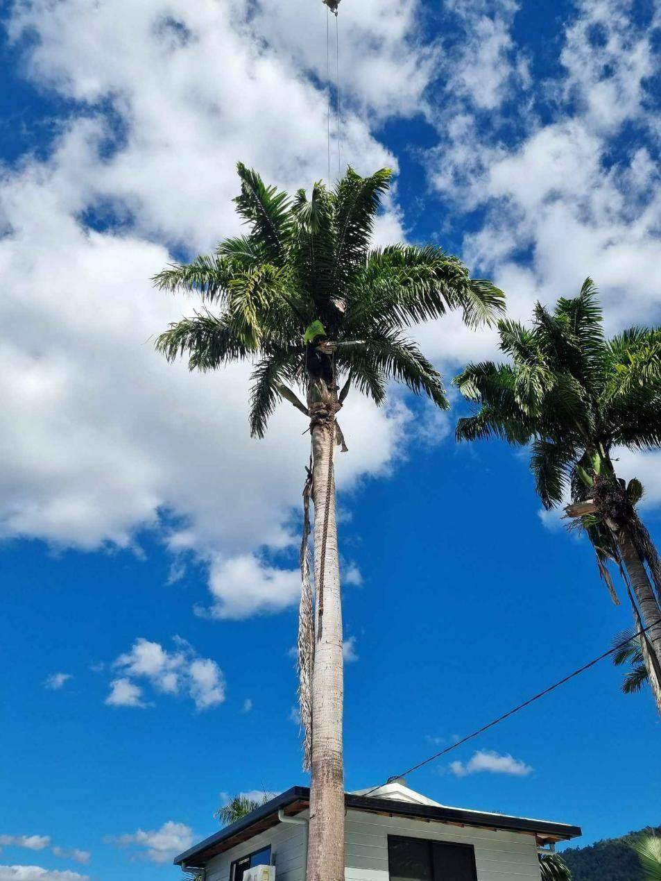 Crane lifting a palm tree in front of a house