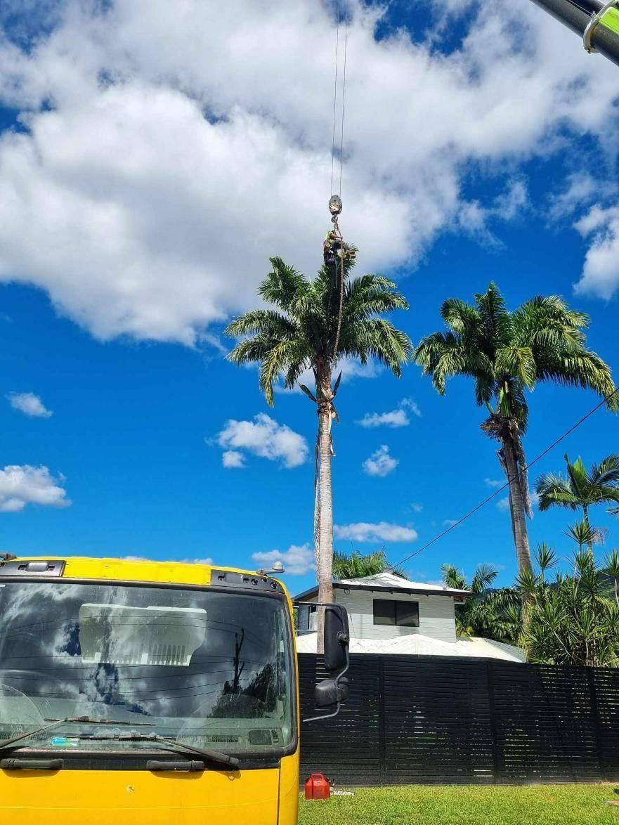 AVM truck parked by a palm tree