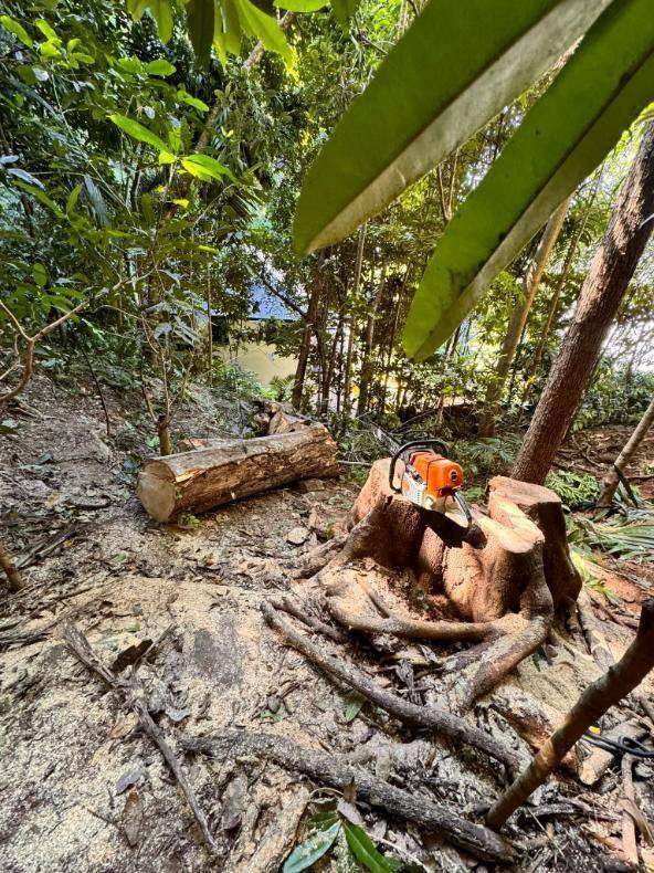 Tree removal on an acreage property