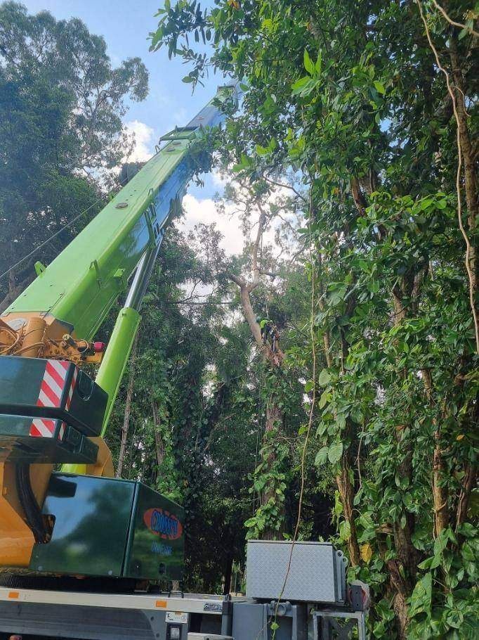 Crane cutting a tree in the woods