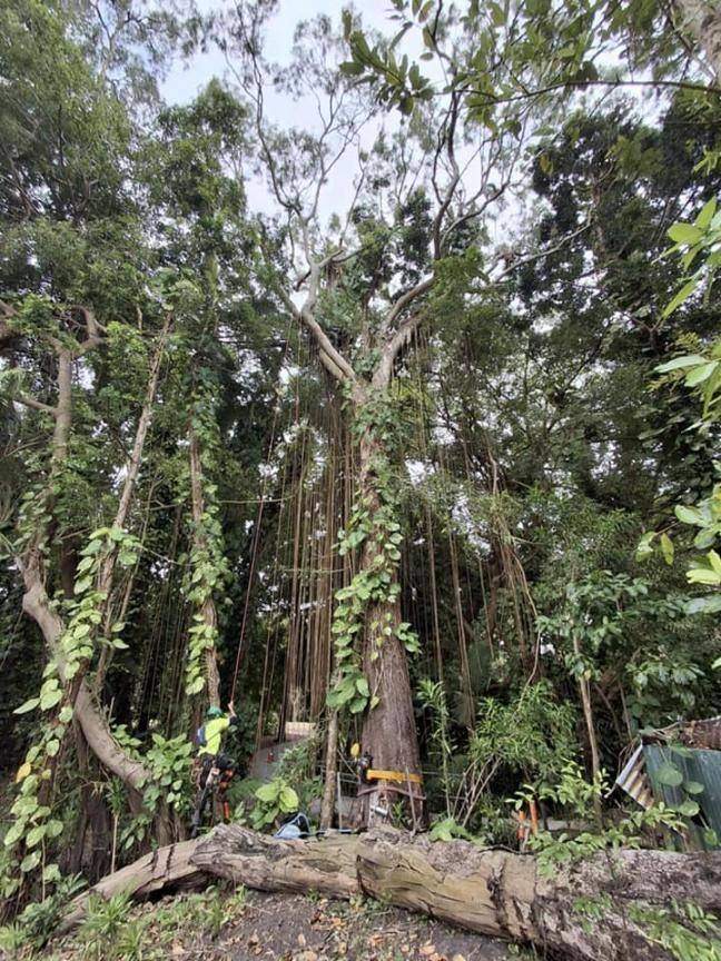 Large tree in dense forest