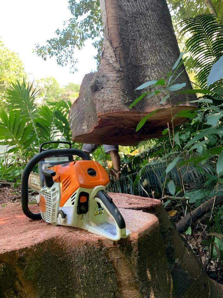 Stump cut low and ready for grinding