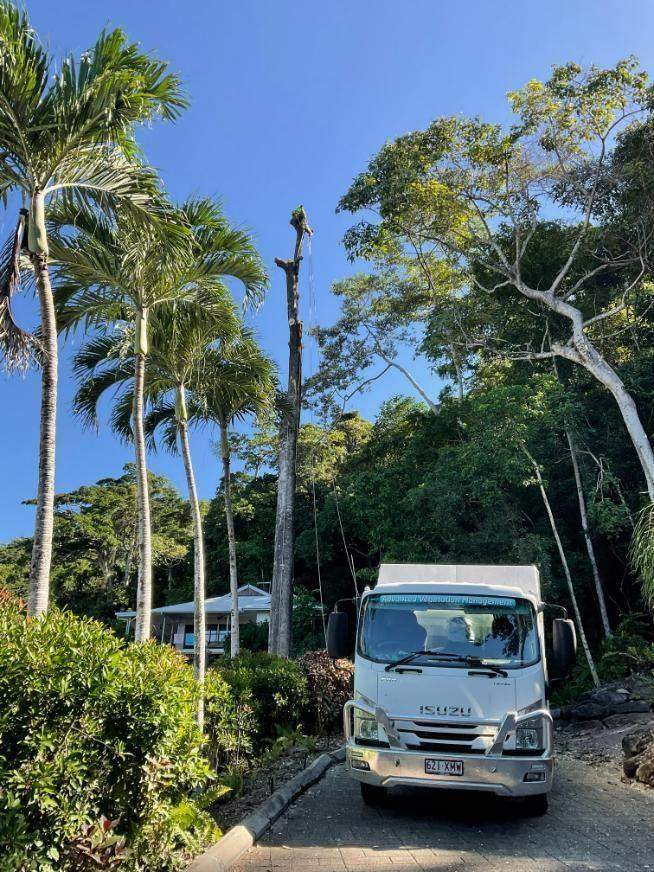 Large rainforest tree on a valley property