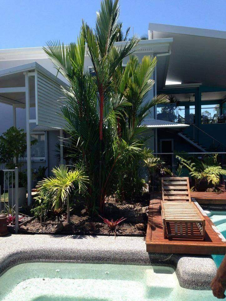 Palms around a pool after de-nutting