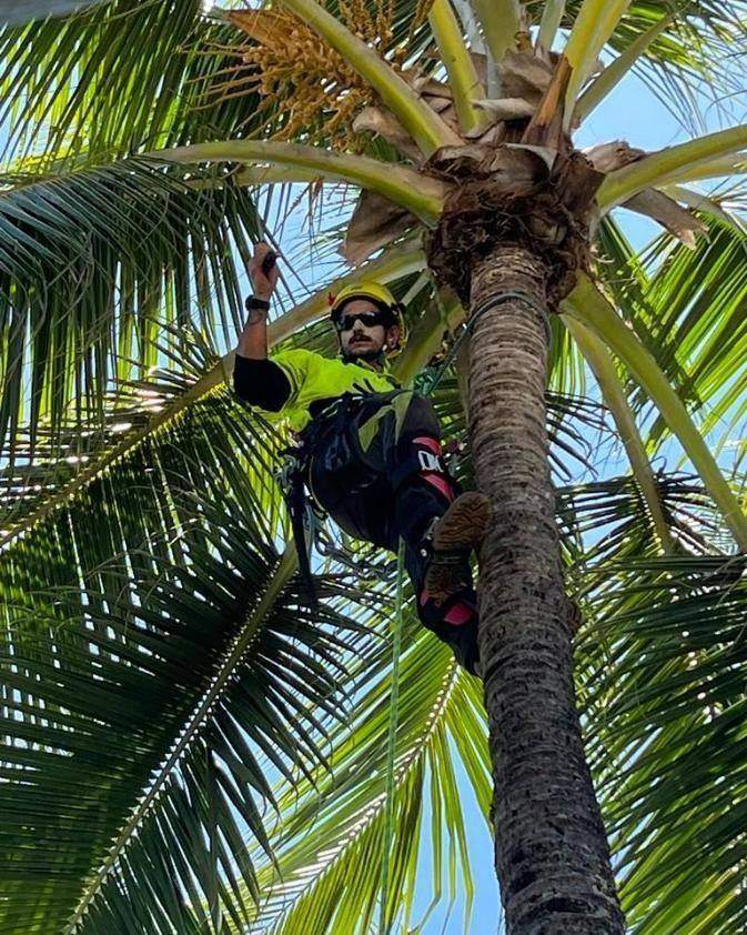 Coconut De-Nutting in Cairns