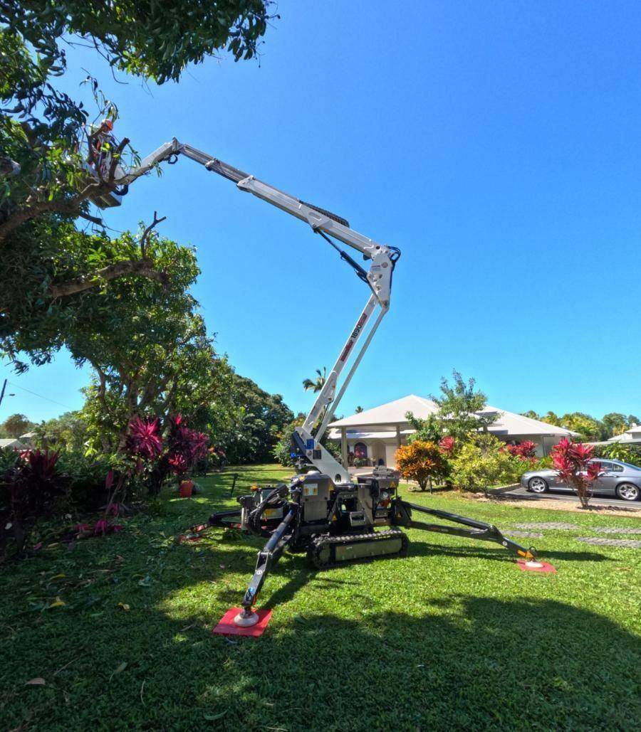 Arborist pruning in a large canopy