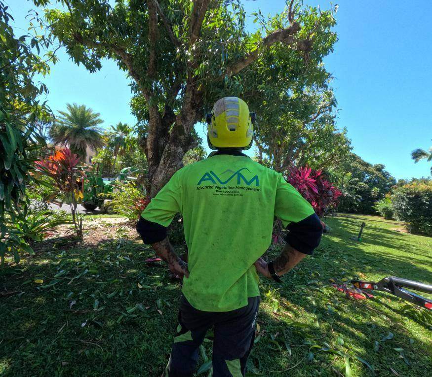 Arborist working high in a tree