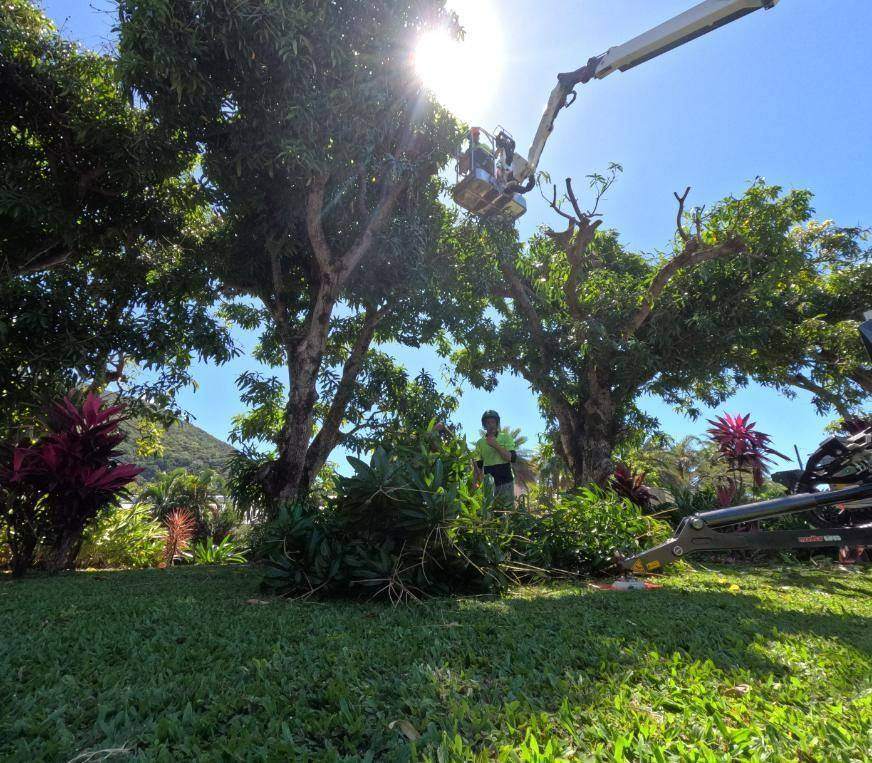 Arborist cutting a tree from a crane