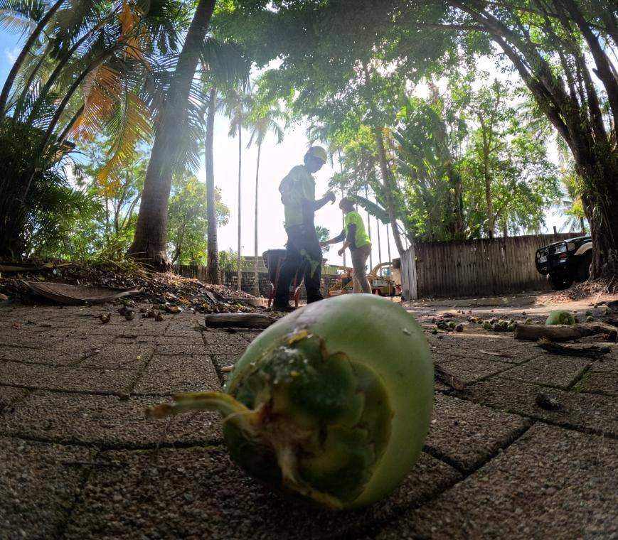 Green coconut on the ground beside an arborist