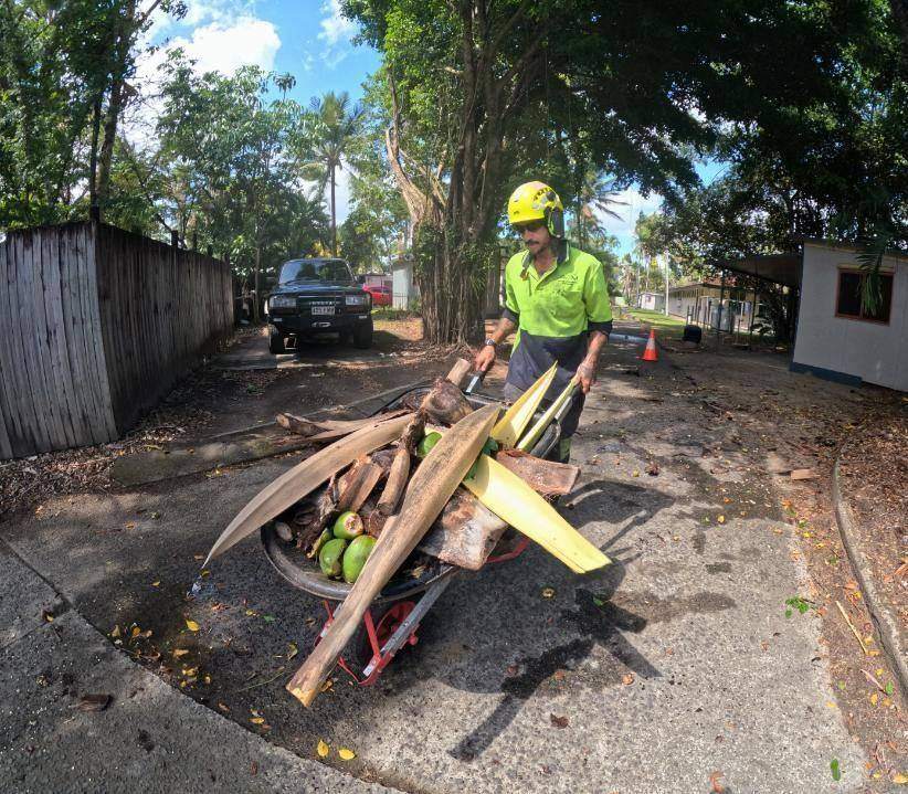 Arborist wheeling away removed coconuts and logs