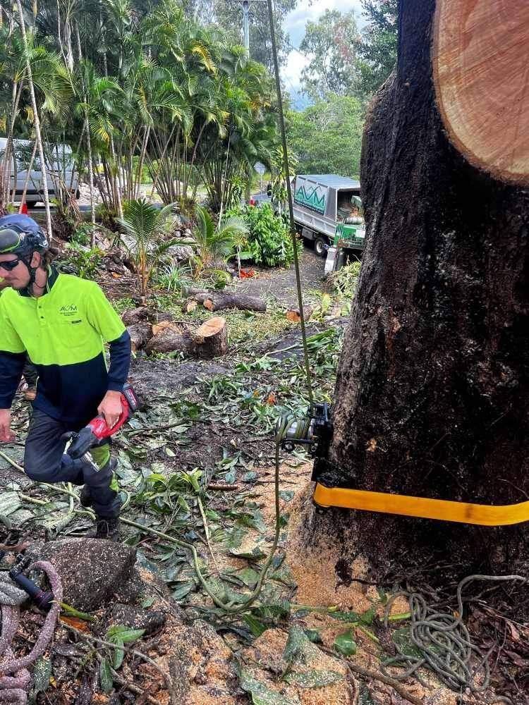 Arborist kneeling beside a large tree stump