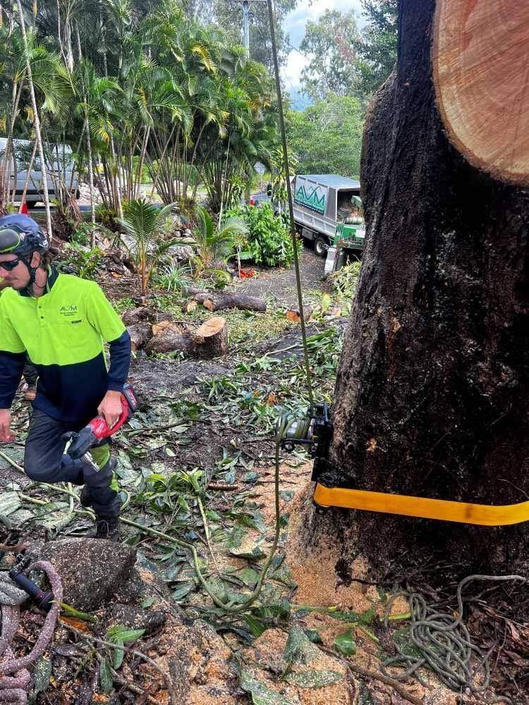 Arborist pruning a tree with a chainsaw