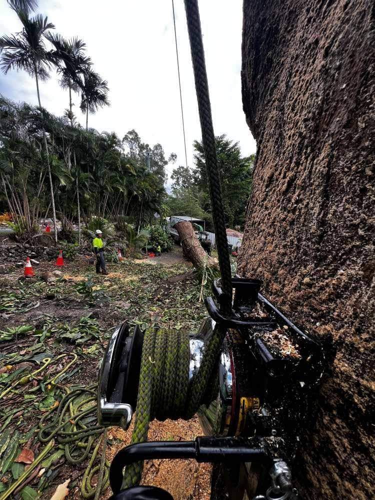 Tree Risk Assessments in Cairns