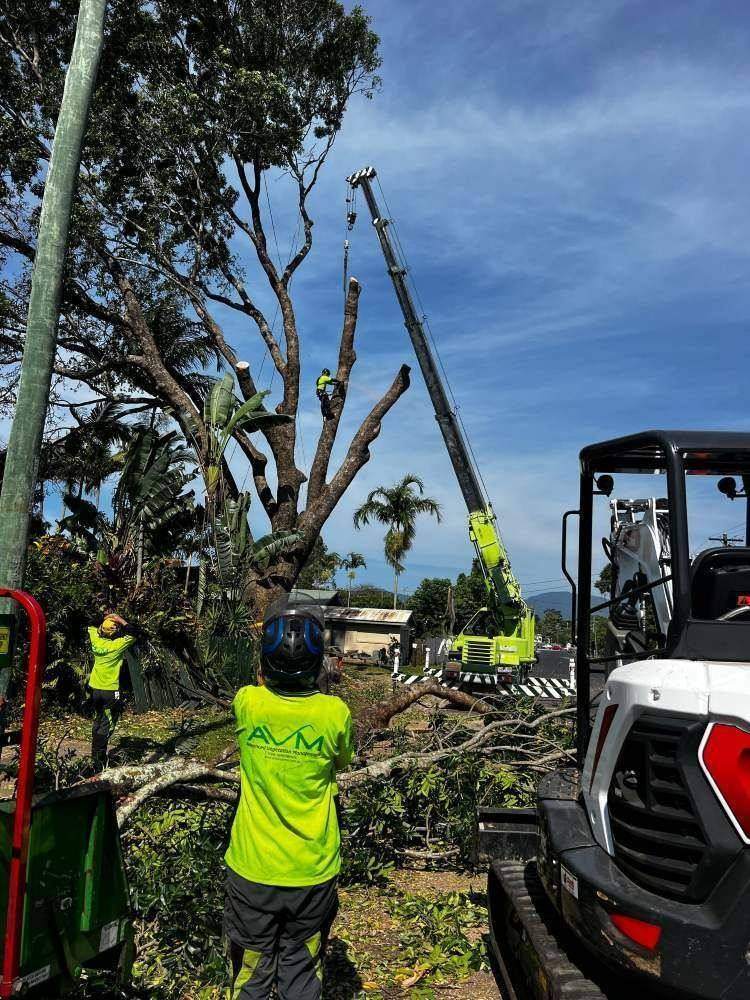 Arborist lopping a tree with a crane on site