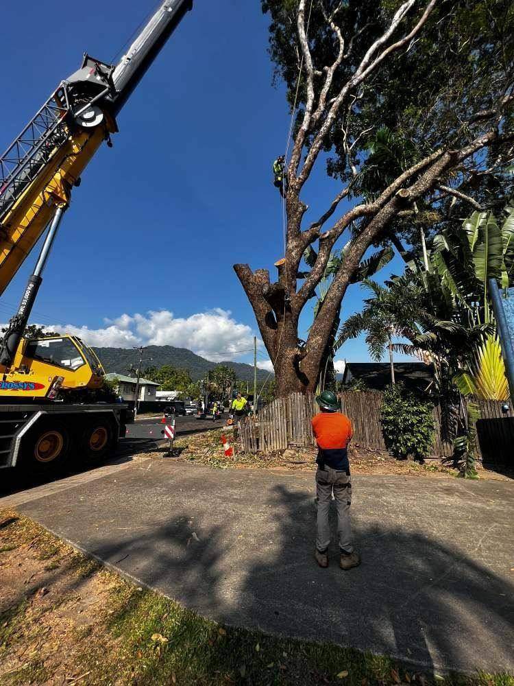 Tree removal on a rural block