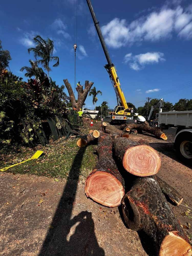 Arborist removing a tree on a hillside block