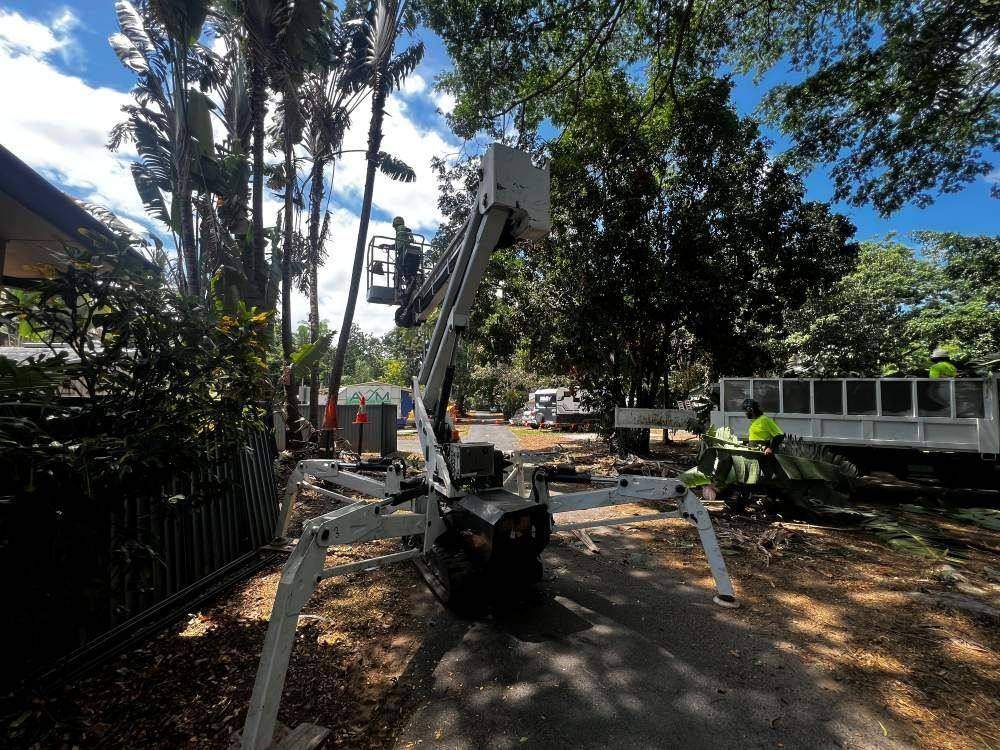Crane-assisted pruning in a Cairns park