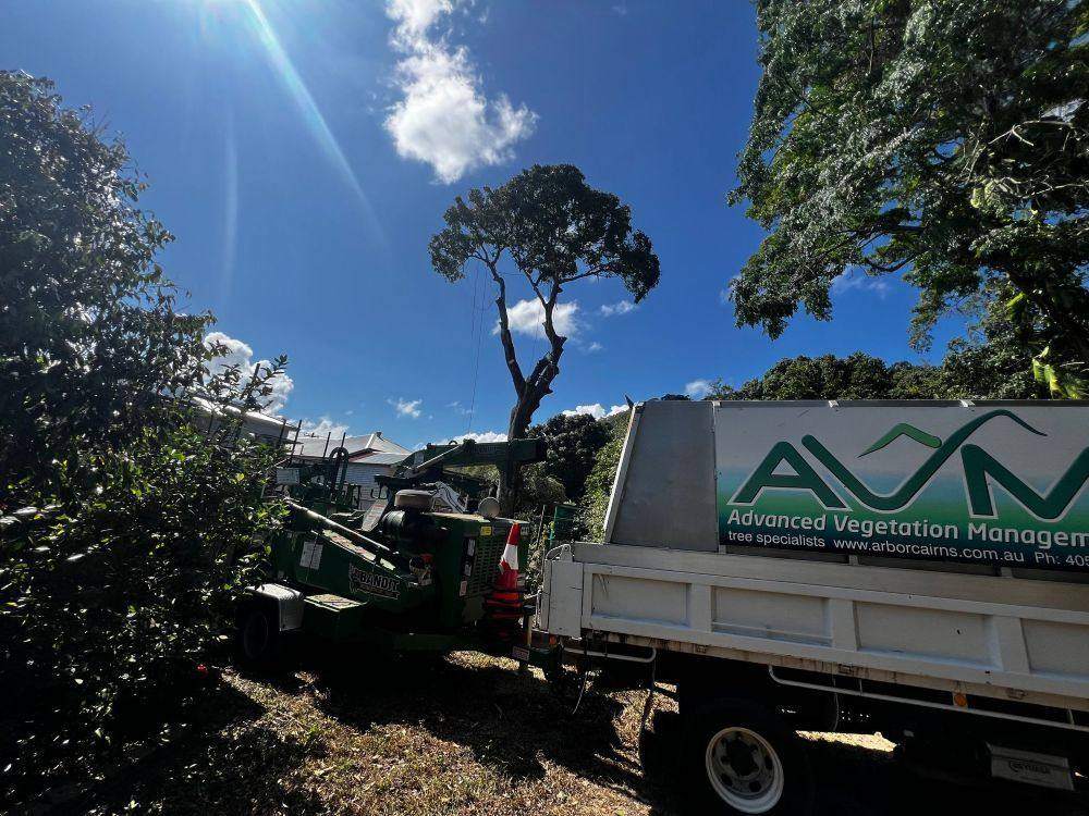 Tree Protection Plans in Cairns