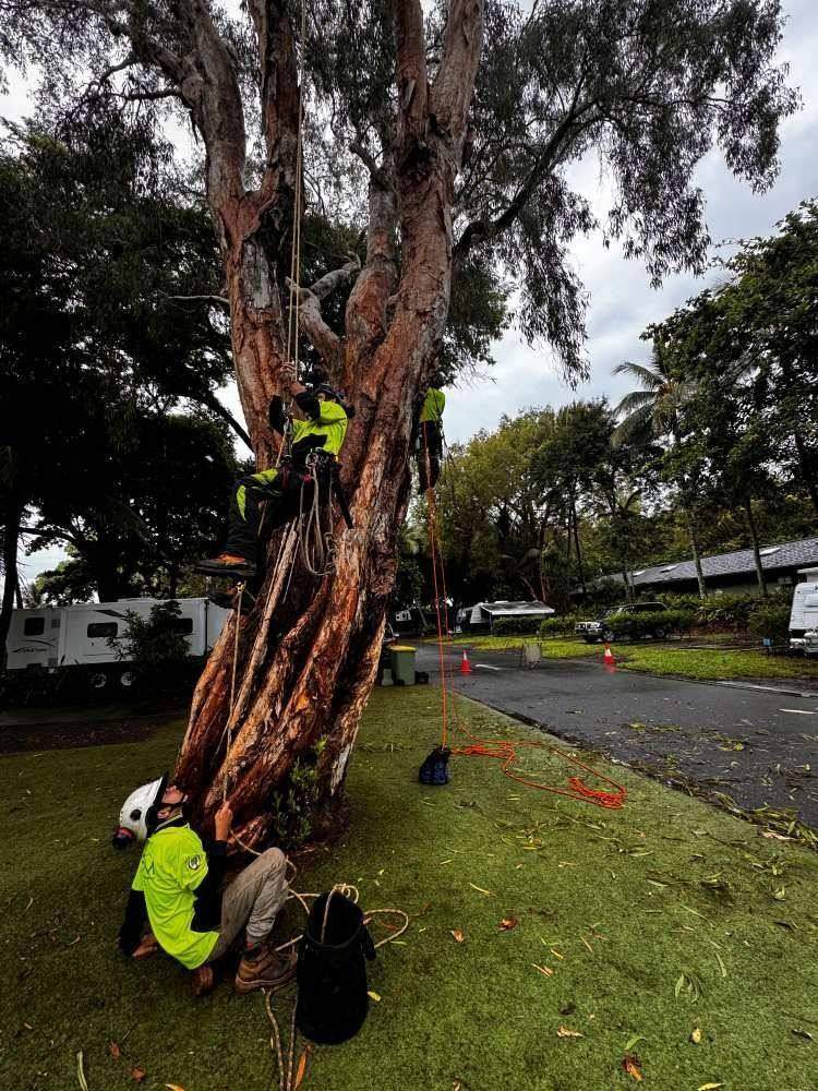 Arborist assessing a tree in a park