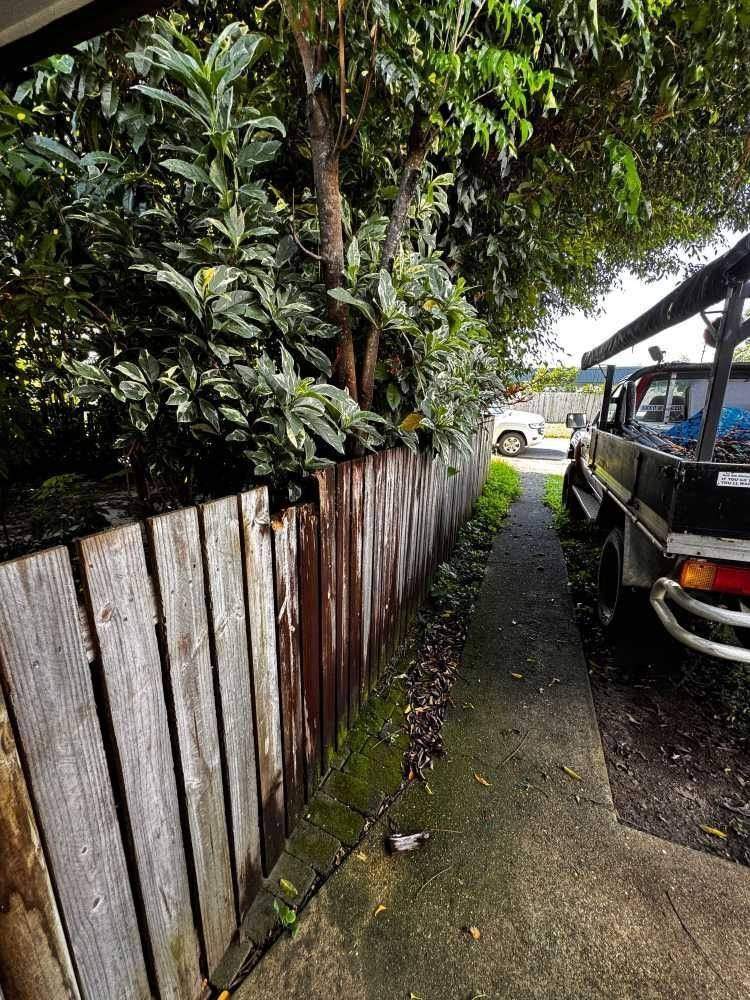 Preliminary Tree Assessments in Cairns