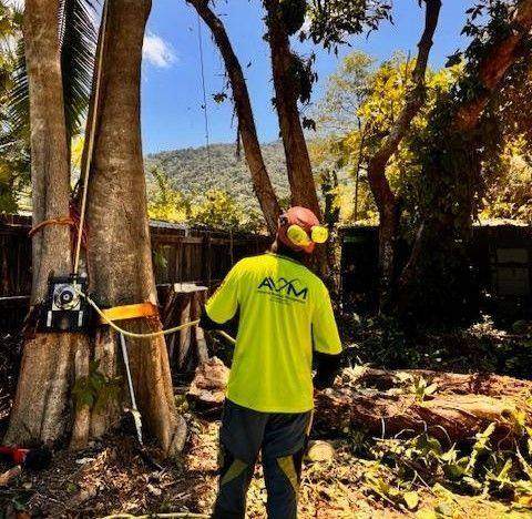 AVM consulting arborist on site
