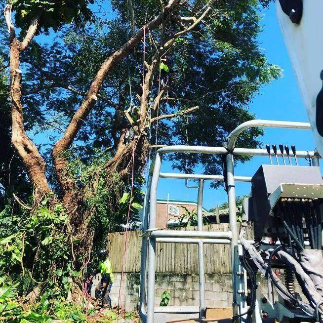 Tree Lopping in Cairns