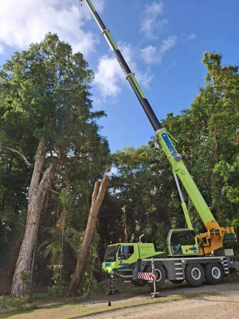 Crane lifting a tree section