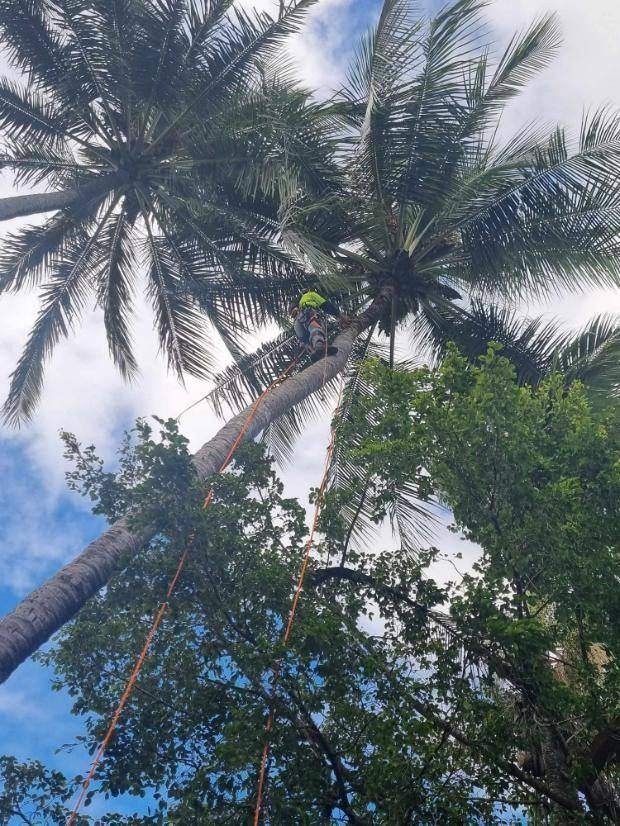 Palm Tree Maintenance in Cairns