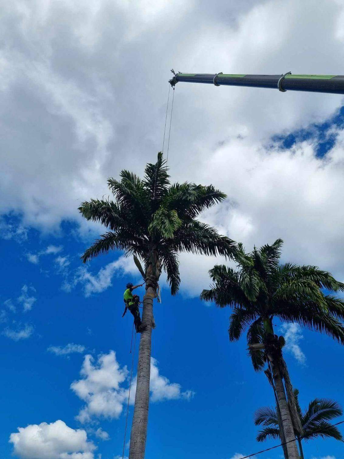 Palm Tree Removal in Cairns