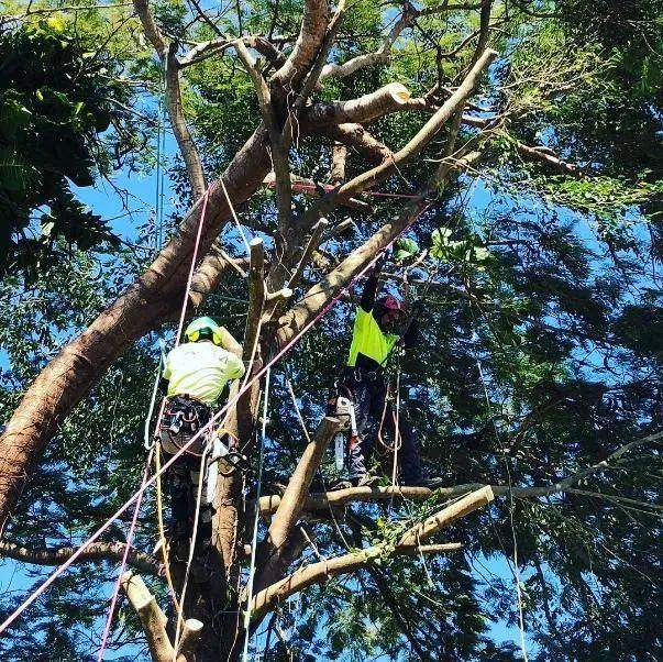 Tree Pruning in Cairns