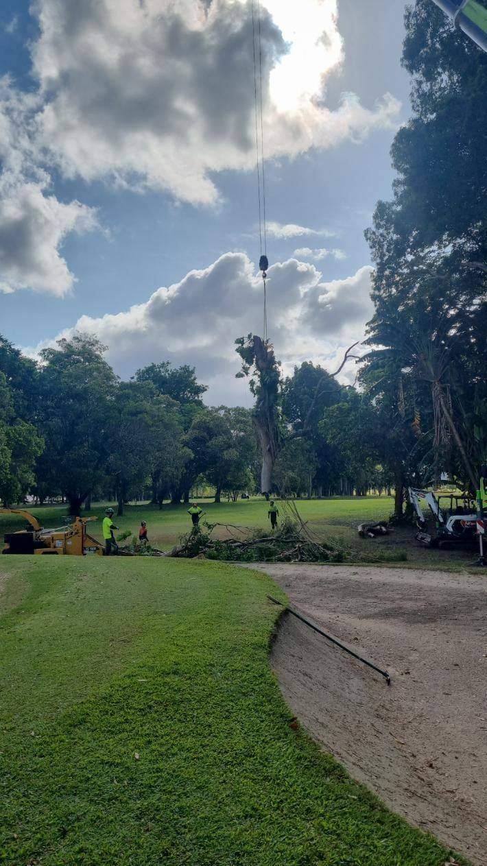 Tree removal with a crane in a Cairns park