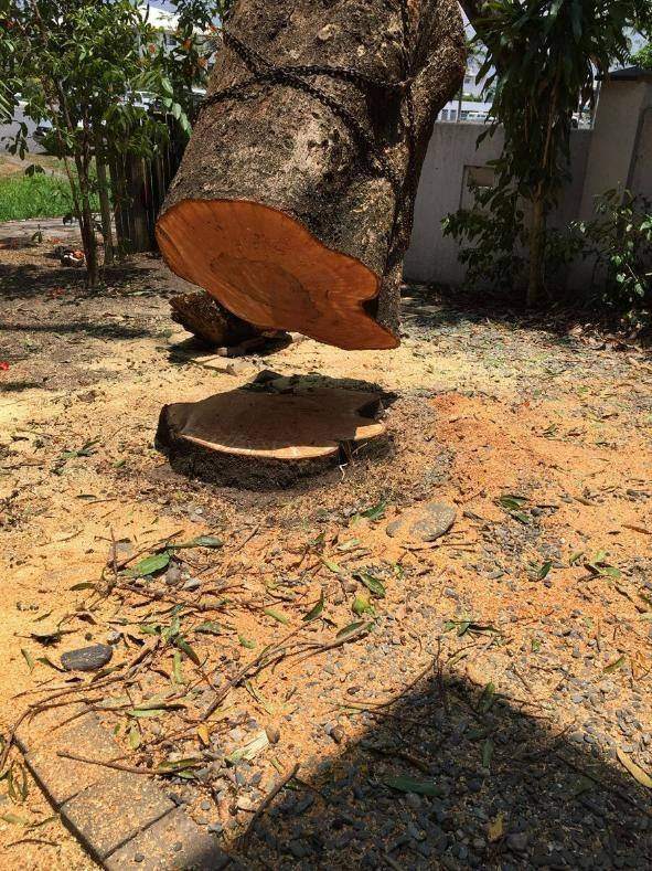 Large stump lifted out of the ground