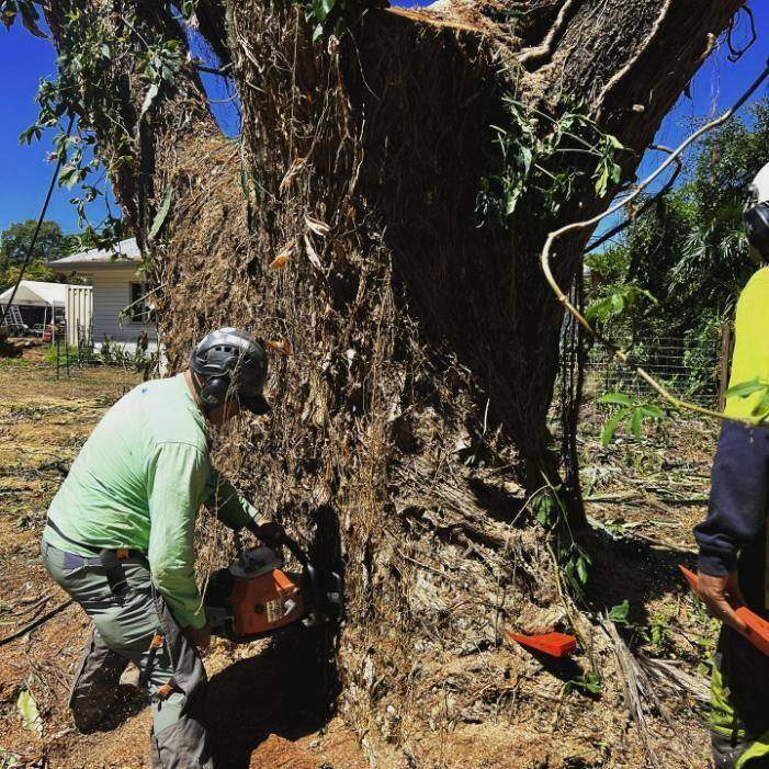 Tree Surgeon in Cairns