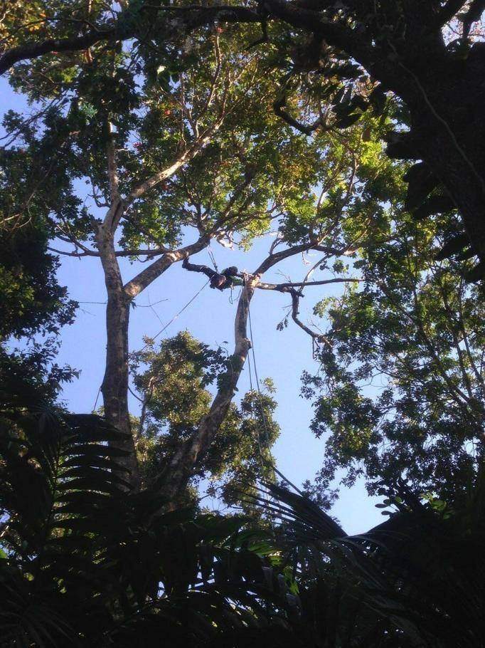 Roped climber in a large tree