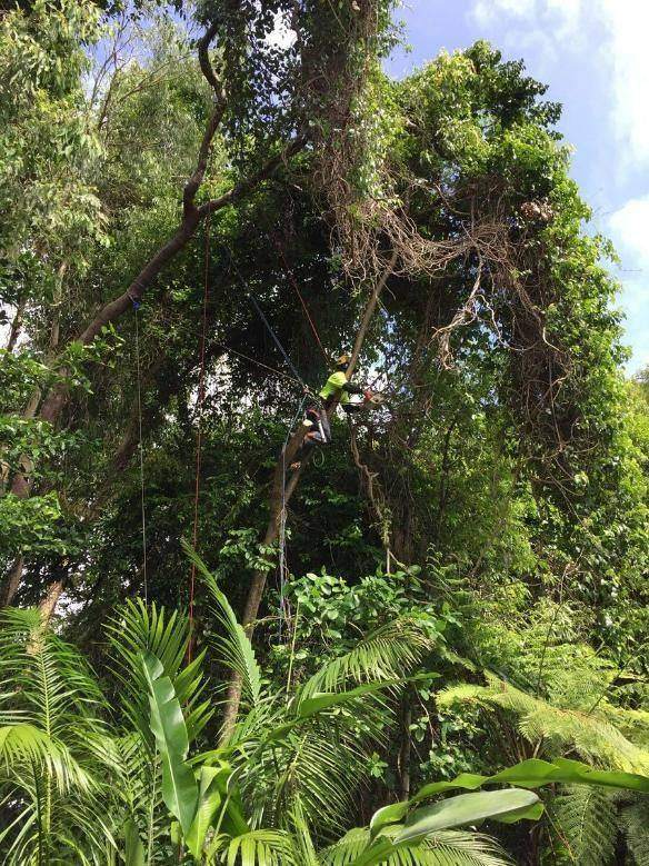 Climber clearing a tree in dense rainforest