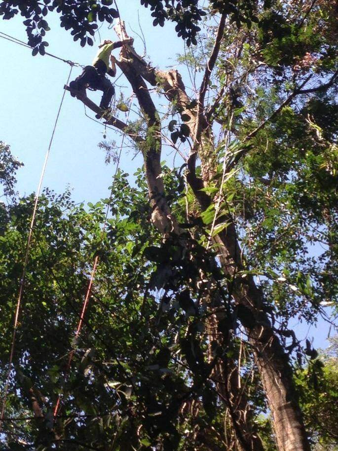 Climber roped into a tree in Yorkeys Knob