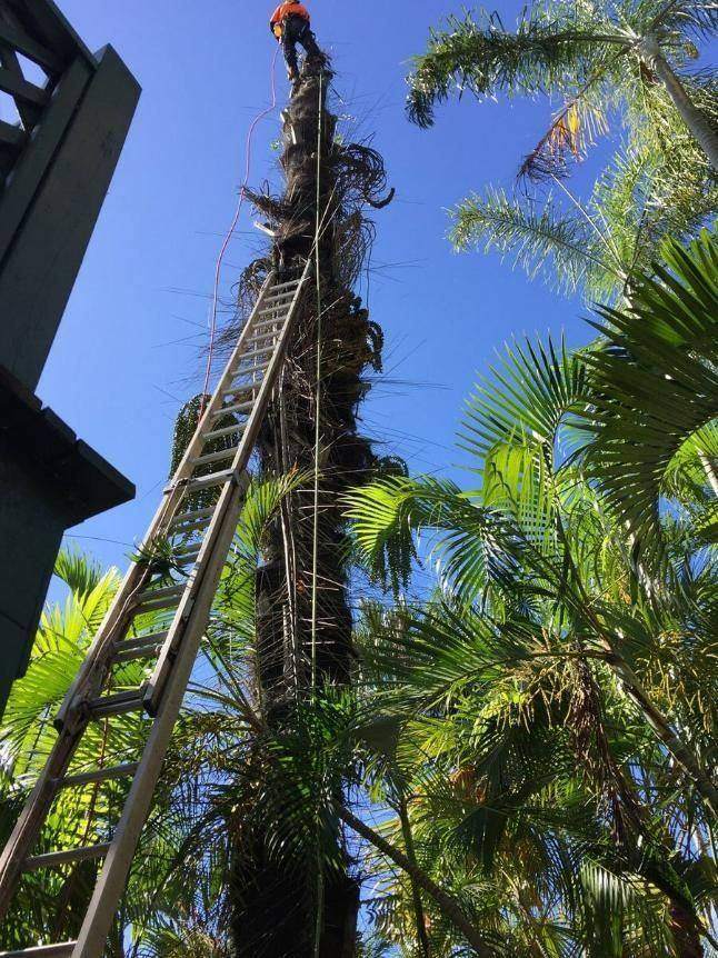 Arborist at the top of a palm tree